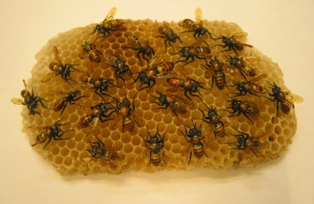 /treks/arteartigianatoperlacasa/i-vetri-d-arte-di-vittorio-costantini/01-api-bees.jpg