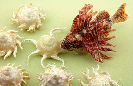 /treks/arteartigianatoperlacasa/i-vetri-d-arte-di-vittorio-costantini/04-pesce-scorpione-e-conchiglie-lion-fish-and-seashells.jpg